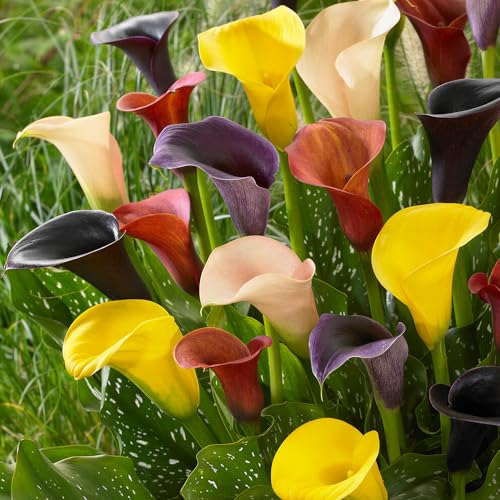 Lot de 10 bulbes de Zantedeschia (Arum) mélangés pour jardin - Collection de Callas variés