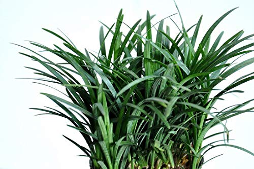 たまりゅう  Amazon.co.jp: タマリュウ【ポット】20個「タマリュウ専門店