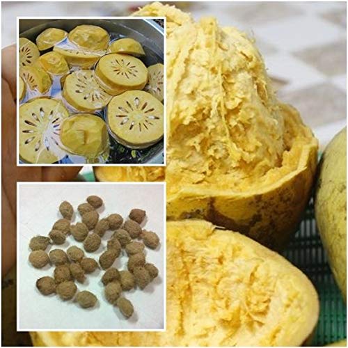 FIRM SEMI DE GERMINAZE: Bengalische 100 Quitte Samen Beal Bengale Goldener Apfel Steinapfelfruchtsamen Quitte