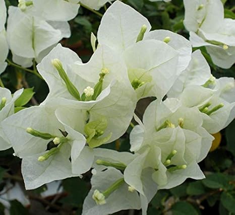 Genipap 100 semillas de flores de buganvilla blanca