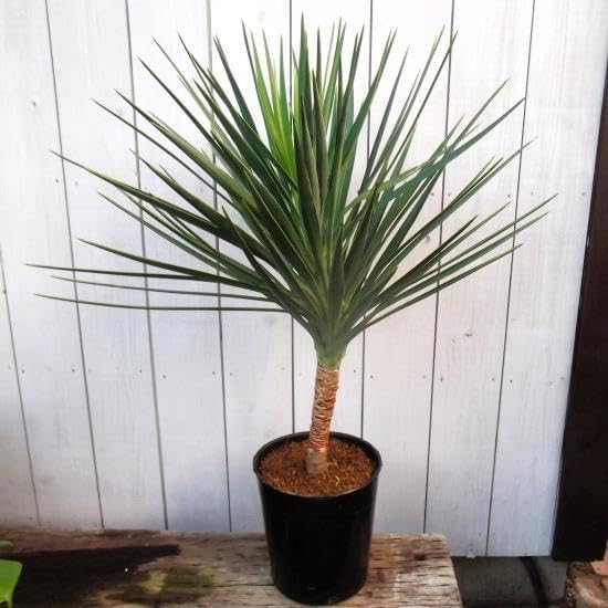 現物 ユッカ アロイフォリア 7号 H80cm Yucca aloifolia 楽天