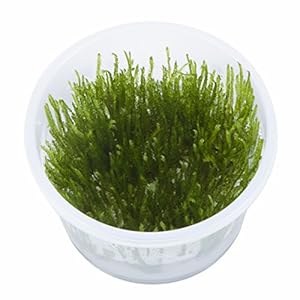 TROPICA Taxiphyllum sp. ‘Spiky’ – Musgo con Picos para Cultivar Tejidos en Vivo Acuario, Plantas de camarón Seguro y sin Caracoles