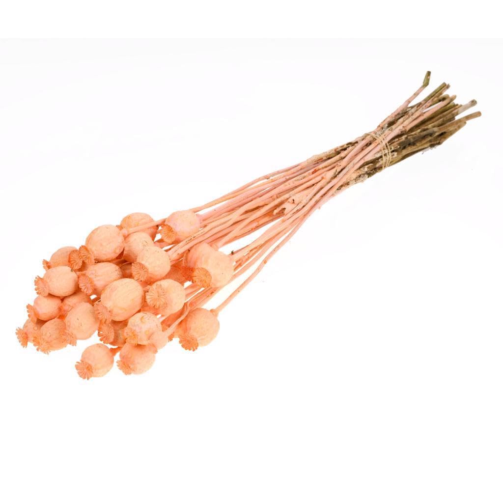 Coquelicot coral misty lot de 20 pour fleurir vos pièces sans entretien ni flétrissement