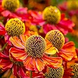 Outsidepride Autumnale Helenium Seeds - 2000 Pcs Easy to Grow, Self-Sowing Perennial Flower Seeds for Planting with Attractive Blooms for Cut Flower Arrangements, Borders, & Pollinator Gardens