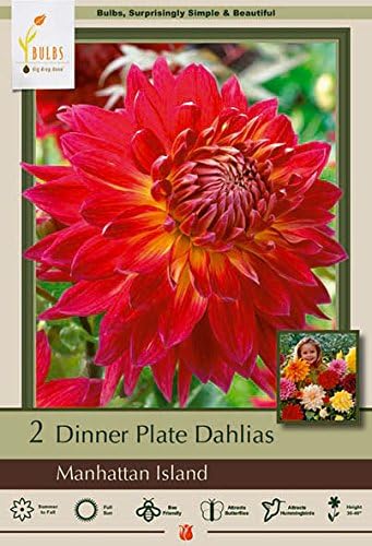 Company Manhattan Island Dinner Plate Dahlias, 2 Bulbs
