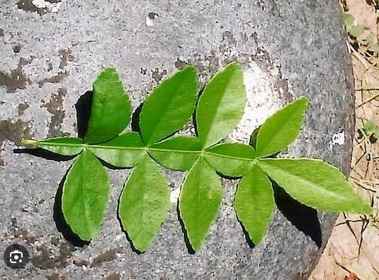 Maha Vilvam Live Plant with 13 Leaves Natural Healthy Live Plant (B0D413G9F6) Amazon Price History, Amazon Price Tracker