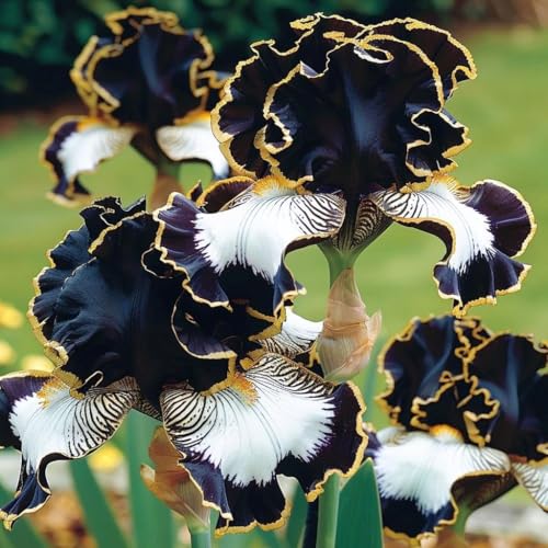 201+Mixed Iris Seeds Flower to Plant Outdoor Garden
