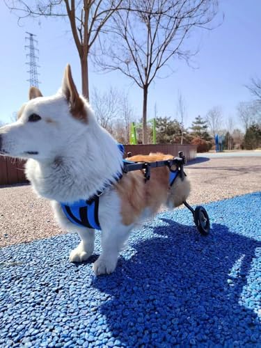 Hunderollstuhl, Behindertenhund, Behindertenhilfewagen, Hundewagen, leicht, größenverstellbar, geeignet für kleine und mittelgroße Hunde (Modell) (Blau - M)