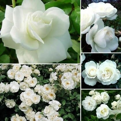 Image of Grafted White Climbing Rose Live Plant with Pot | Hybrid Double Petal Flowering Rose Plant for Home Garden Balcony Terrace | Fragrant Rose Creeper Plant a€ inch Pack of 1