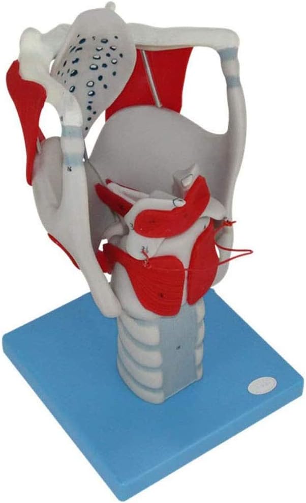 YXZQ Human Larynx Anatomical Model, Laryngeal Structure And Function Enlargement Model, Used for