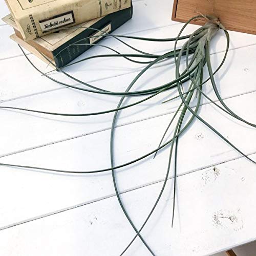 Amazon｜PLANCHU エアプランツ ティランジア エクセルタ