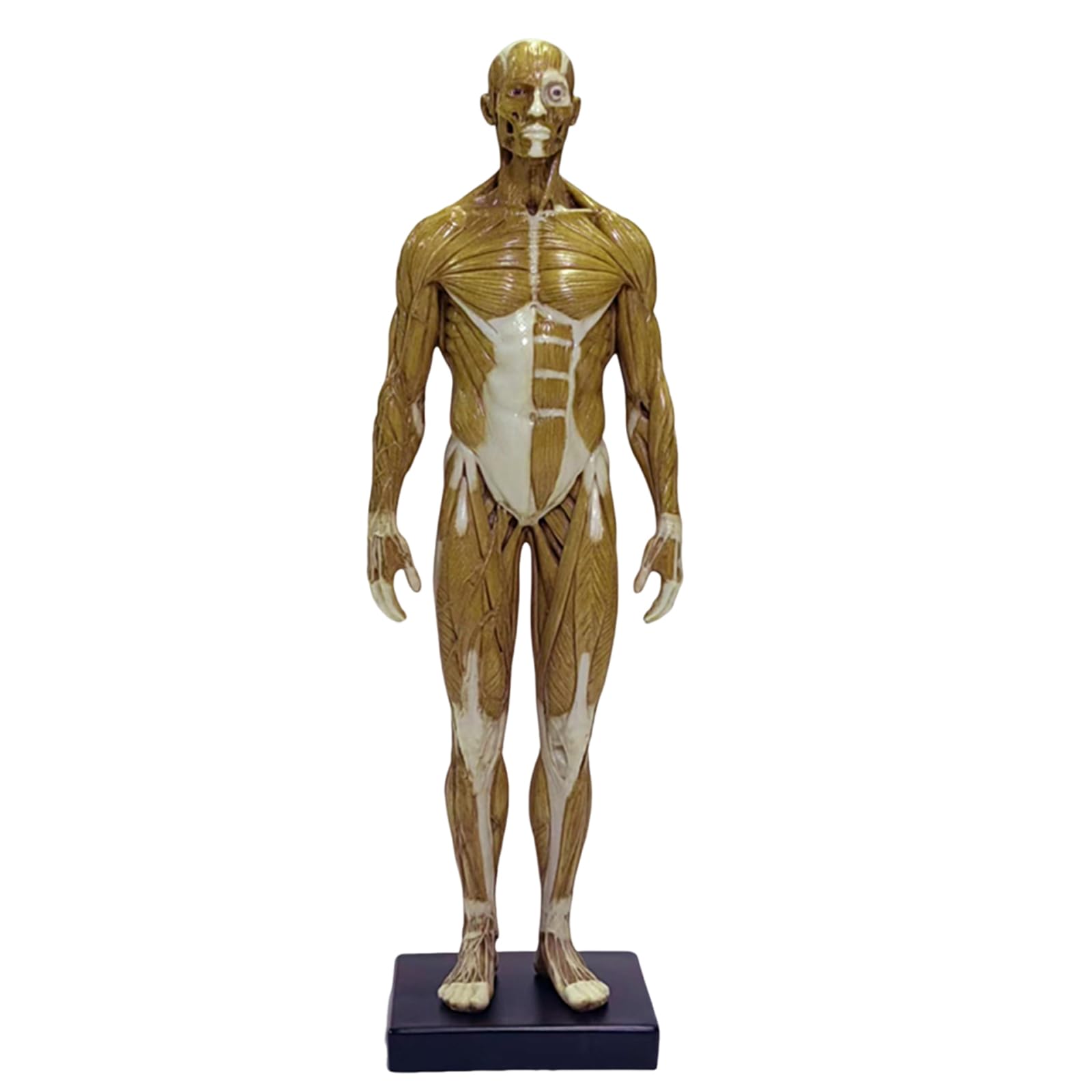 Modelo anatómico de 30 cm para dominar las proporciones humanas en el arte