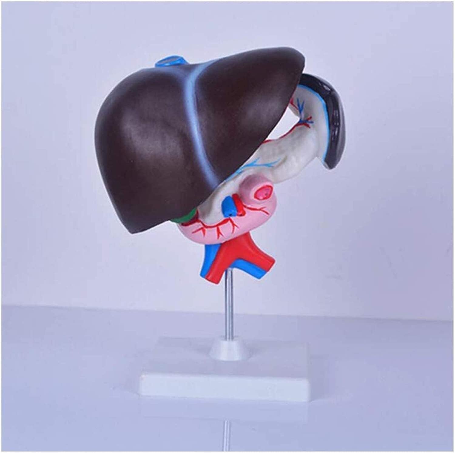 HEQIM Anatomical Model, Human Liver Anatomy Model, Human Organ Anatomy Model, Liver Pancreas Duodenum Model, Medical Anatomy Liver Pancreas Duodenum Model Compatible with Learning and Teaching