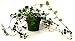 9GreenBox - Creeping Fig Plant - 3'' Pot