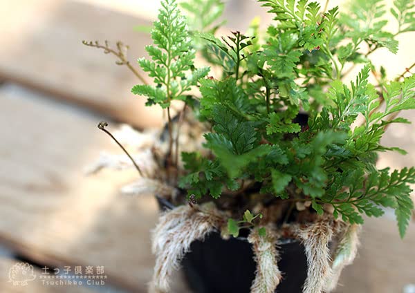 Amazon｜ミニ観葉 『 トキワシノブ 』 9cmポット苗｜観葉植物