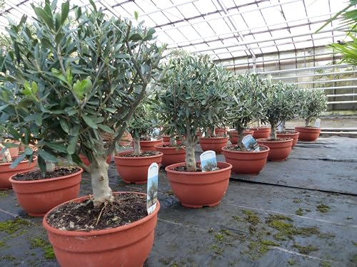 gruenwaren jakubik Olivenbaum Bonsai Formgehölz Olive winterhart Olea europaea