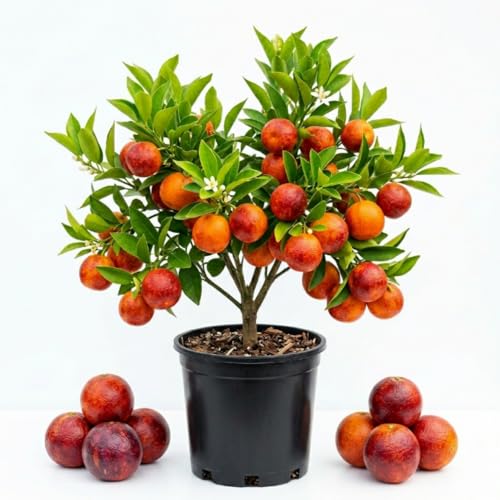 Blood Red Orange Tree, Orange Tree Live Plant, Well Rooted, 1-2 Feet Tall, Cold Hardy Citrus, Sweet Fruit Trees for Patio and Garden