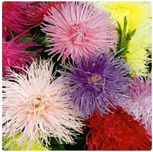 Miniatura 9 de Flores Aster Krallen Mix Anual - 100 Semillas