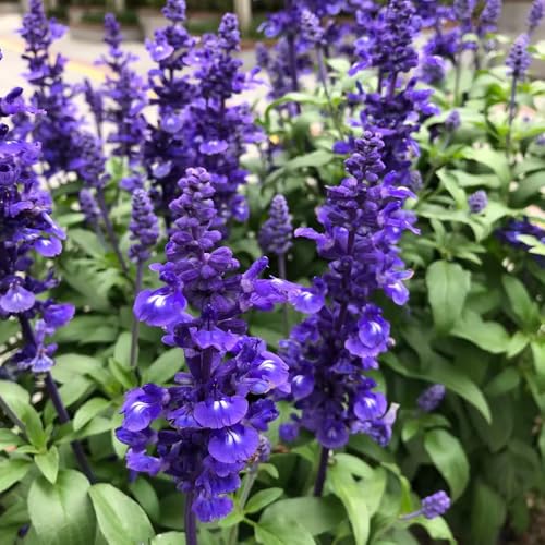 semillas de salvia, exterior resistentes para invitados para lugares soleados verdes silvestres Decoración jardín exteriores regalos 600pcs