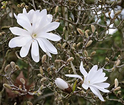 - Star Magnolia Tree/Shrub - 6-12" Tall Bush - 4" Pot - Live Plant - Magnolia Stellata #TOP4