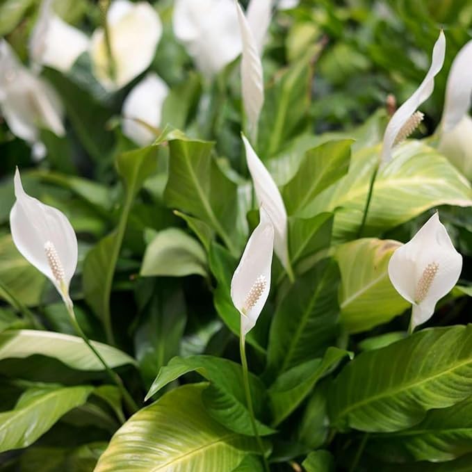 Image of live plants (lilyy)