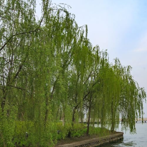 trauerweide immergrüne winterhart trauerweide gartenpflanzen winterhart mehrjährig minigarten exotische 45samen