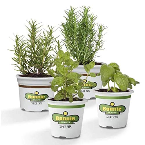 Pack de 2 Romeros + 1 Albahaca + 1 Hierbabuena Plantas Aromáticas
