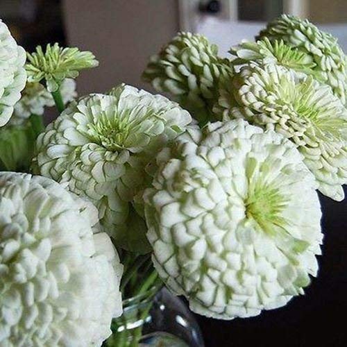 Zinnia Polar Bear Graines de fleurs (Zinnia elegans Dahlia) 50 + Fleuris Graines