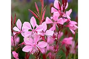 Captivating Gaura Gaudi Rose Starter Plant: Enhance Your Garden with Ethereal Blooms