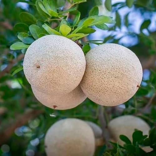 TAPOBON Thai Wood Apple Kot Bel Bael Bilva variety Grafted Fruit Live Plants & Tree(1.5-3 Feet Size)