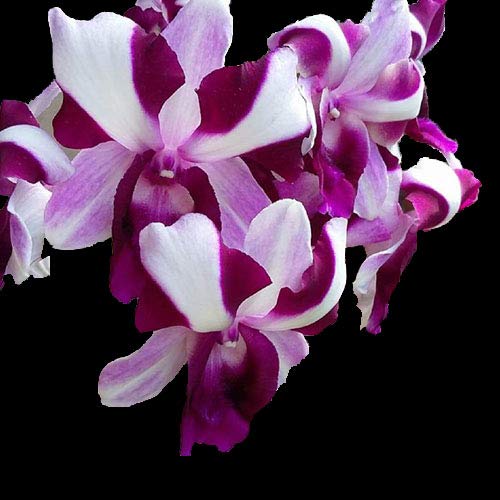 ROYAL LAND Dendrobium Orchid Live Plant King Dragon Sweet Variety 1 Blooming Size Healthy Live Plant (B083JKD7HF) Amazon Price History, Amazon Price Tracker