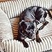 4L Textil Bella Plüsch-Hundebett Premium-LINE Kuscheliges Hundekörbchen aus Cord Katzenkorb Hundekorb für Welpen Hundebett flauschig Hundesofa kleine Hunde (Beige, 60x40 cm)
