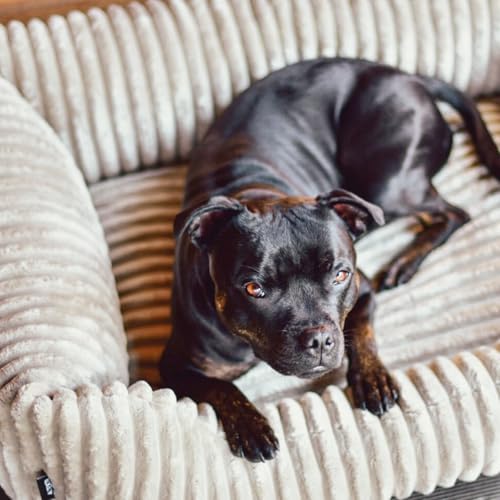 4L Textil Bella Plüsch-Hundebett Premium-LINE Kuscheliges Hundekörbchen aus Cord Katzenkorb Hundekorb für Welpen Hundebett flauschig Hundesofa kleine Hunde (Beige, 60x40 cm)