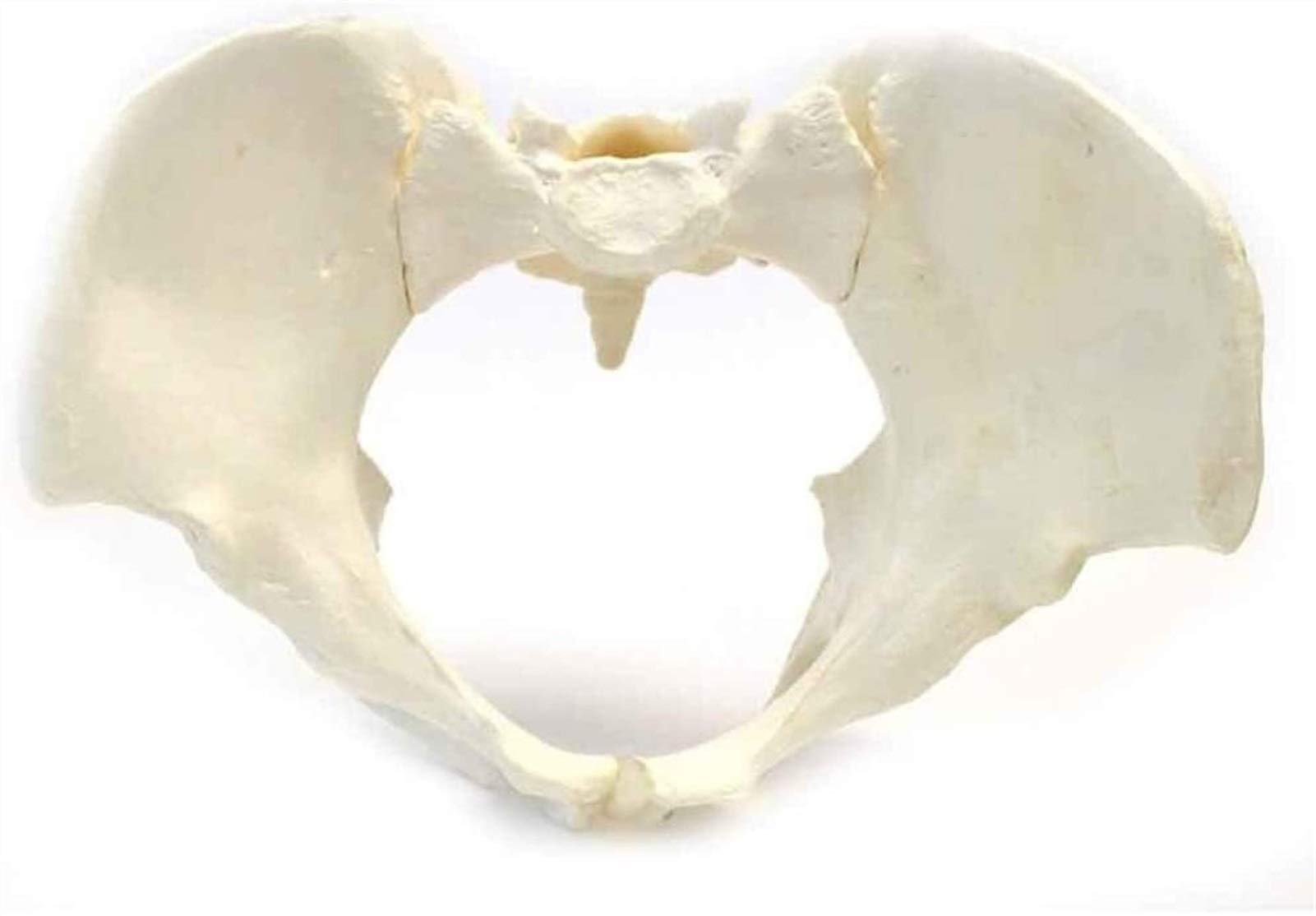 Modelo de Anatomía Humana， Modelo de pelvis femenina, modelo anatómico, material de laboratorio, exhibición educativa escolar, material de PVC, 25,5 x 17 x 14 cm