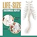 Houseables Disarticulated Human Skeleton, Full Unassembled Anatomical Model, Life Sized, 62” Height, Plastic, w/Poster, Skull, Bones, Articulated Hand & Foot, Study of Skeletal System, Educational
