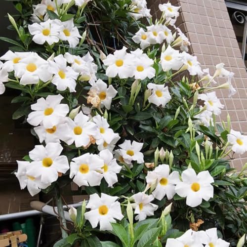 100samen dipladenia - balkonpflanzen winterhart Mandevilla, kletterpflanzen winterhart kräutersamen kräutergarten garten