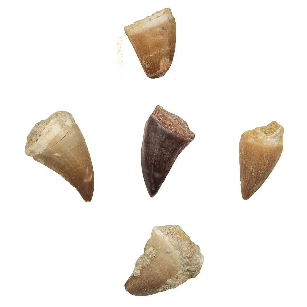 Naturosphère Dent fossile de mosasaure Minéraux fossiles Taille 3-4 cm