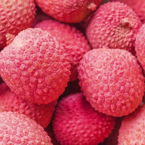 Muda de Lichia Bengal Feita por Alporquia Para Produzir Rápido