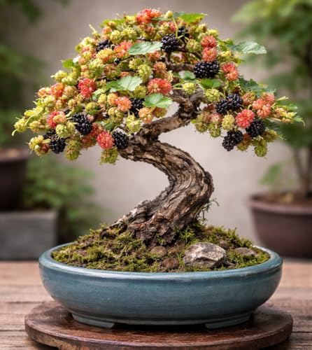 Mulberry Bonsai Starter Plant – 1 Year Old Live Mulberry Sapling – Edible Berry Bonsai Tree Starter – Perfect for Bonsai Training – Hardy Fruit Bonsai Plant