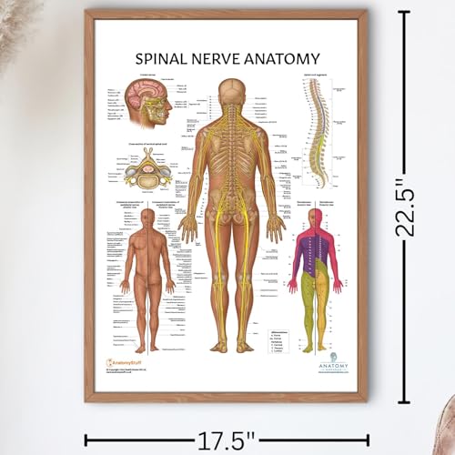 Image of 2 PACK Nervous and Spinal Nerves Anatomy Poster Set, LAMINATED, Anatomy and Physiology Poster, 17.3 x 22.5 Inches, Nervous System Diagram, Human Anatomical Chart, Body Poster | 2 PACK LAMINATED 17.3 x 22.5 Inches, Nervous System Diagram, Human Anatomical Chart