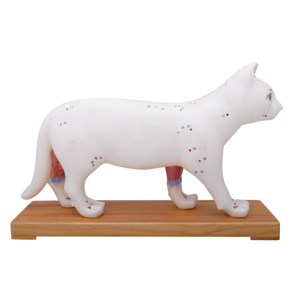 66fitCat Acupuncture Model - Animal Pressure Points Veterinary