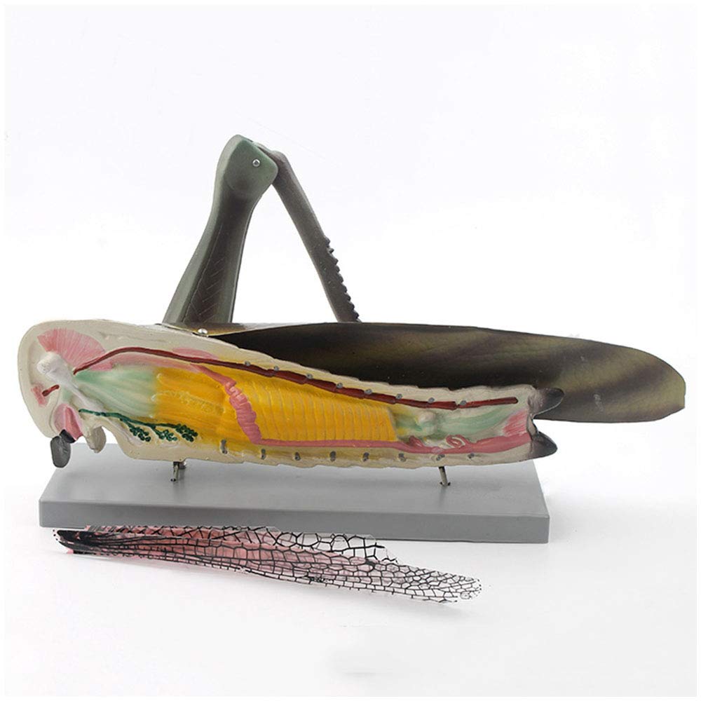 sjdoPulse Animal Anatomical Model Locust Model - Insect Anatomical Model -Morphology Anatomy Biology Specimen - for Biological Study Teaching Model