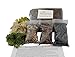 Bliss Gardens Terrarium DIY Succulent/Cactus Kit (Large)