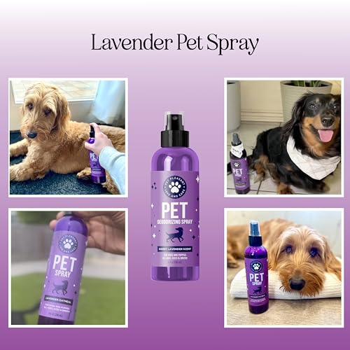 Lavender Oil Dog Deodorizing Spray - Dog Spray for Smelly Dogs and Puppies and Dog Calming Spray with Lavender Essential Oil - Lightly Scented Dog Deodorizer for Smelly Dogs and Dog Essentials