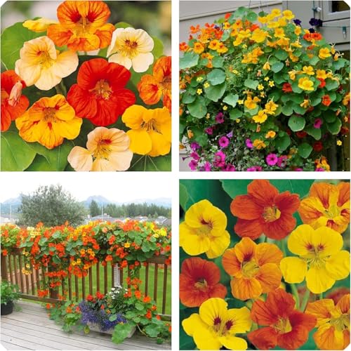 Semi di Nasturzio gigante, miscuglio per Fioriere e Giardini Fioriti ottimo anche in cucina, fiori edibili