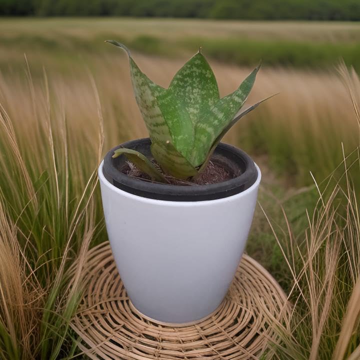 Rajput Plants | Snake Plant Green Dwarf | Eco-Friendly Gift in Stylish White Pot | Air purifier plants | Home & Decor | Bird nest snake plant | Trending Succulent | Best Gifting option-image-6
