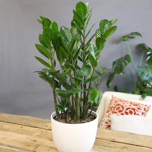 ZZ Plant in White 6 Inch Potted Plant Decor, Real Plants & Office Plants, Easy Indoor Plant, Zamioculcas Zamiifolia, House Plants Indoors Live Plants Indoor Plants Live Houseplants by Plants for Pets