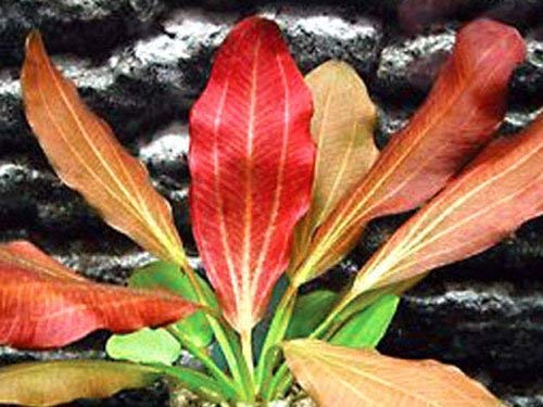 Red Flame Sword - Beginner Tropical Live Aquarium Plant