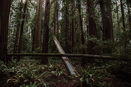 Redwoods Of The World | Collection Of 5 Tree Seedlings | The Jonsteen Company #TOP1