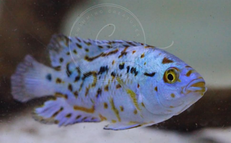Swimming Creatures Blue Electric Dempsey (Rocio octofasciata) Approx.Size 0.75' - AKA Jack Dempsey...